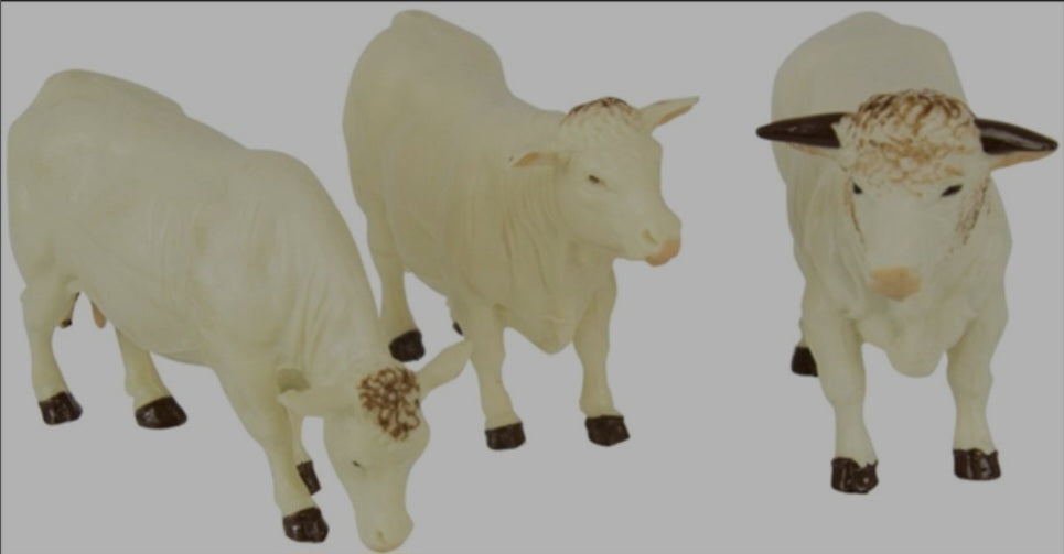 Britains Charolais Cows